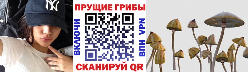 где продают   OMG маркетплейс  Псилоцибиновые грибы прущие грибы  Медногорск 